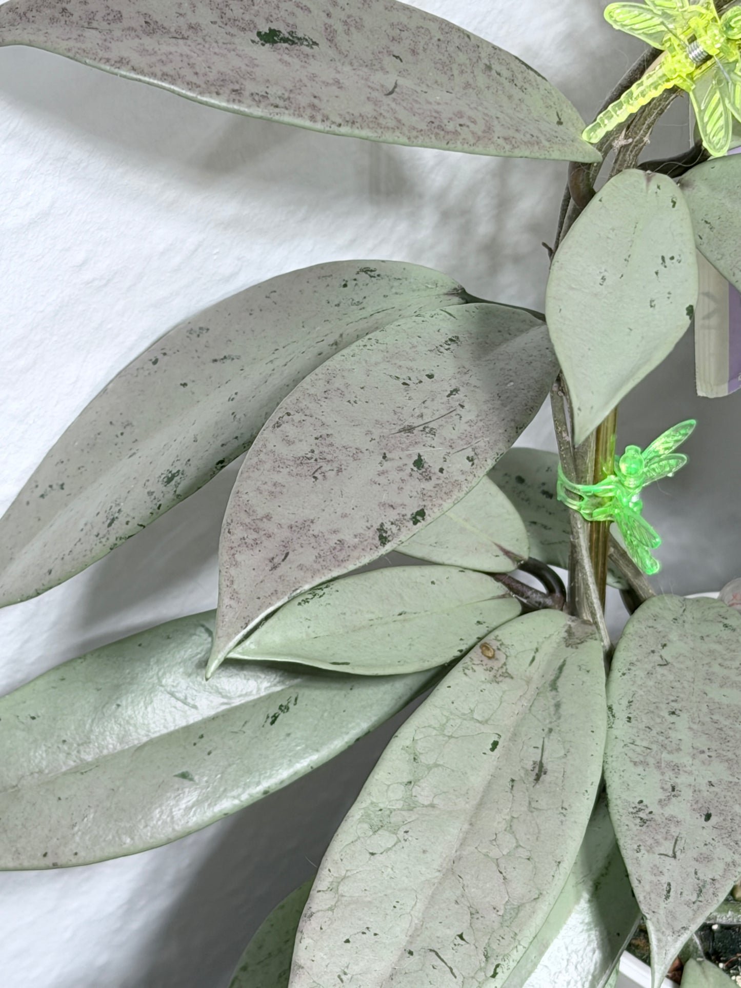 Hoya Pubicalyx Pink Silver Ghost – Steckling, unbewurzelt, 1-2 Blätter