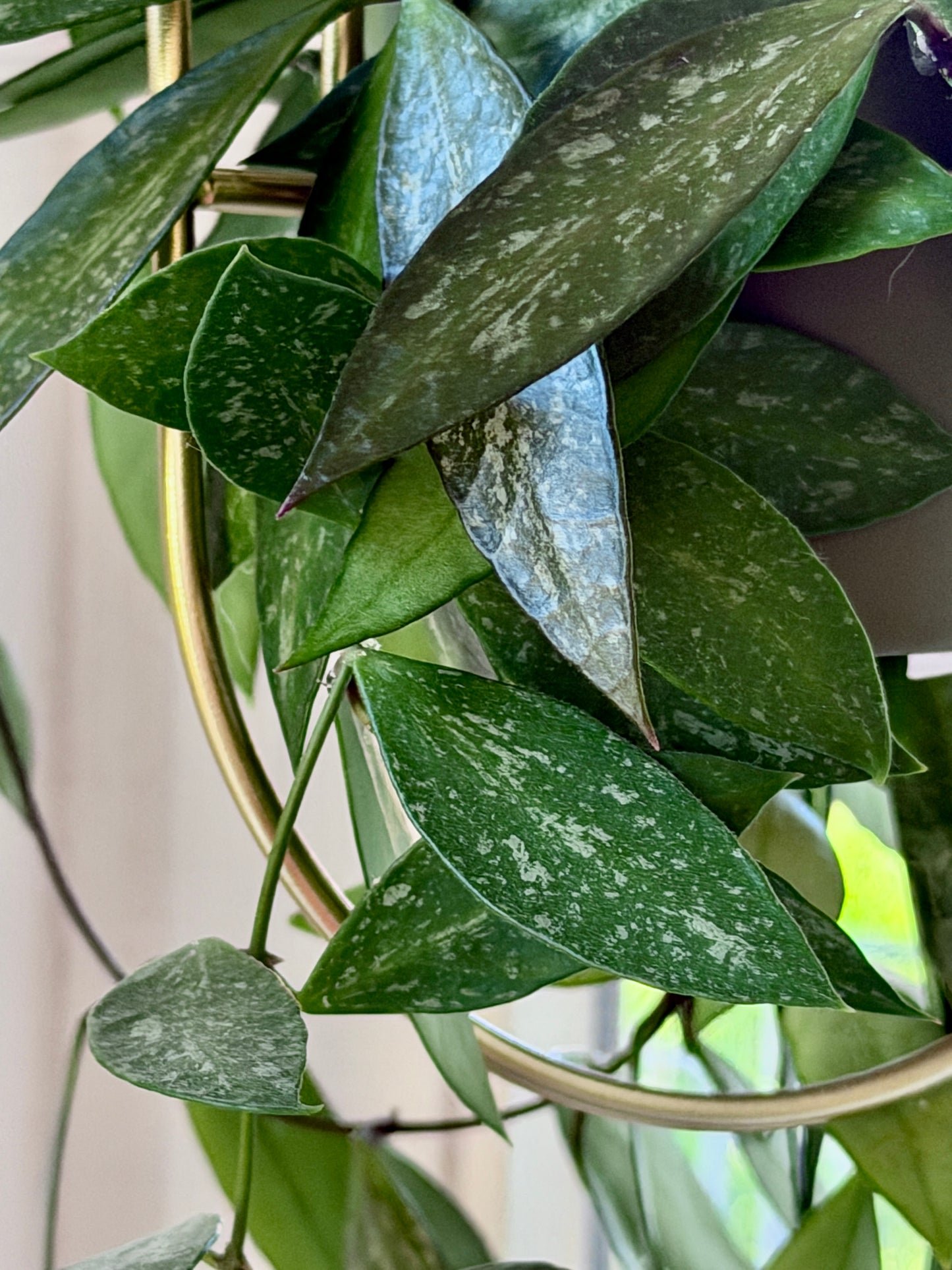Hoya 'Memoria' aka Gracilis – Steckling, unbewurzelt, 2-4 Blätter