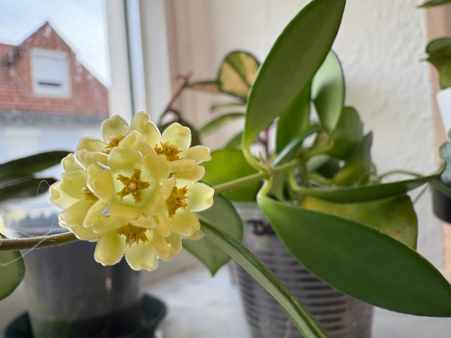 Hoya Davidcummingii Yellow Flowers – Steckling, unbewurzelt, 1-2 Blätter