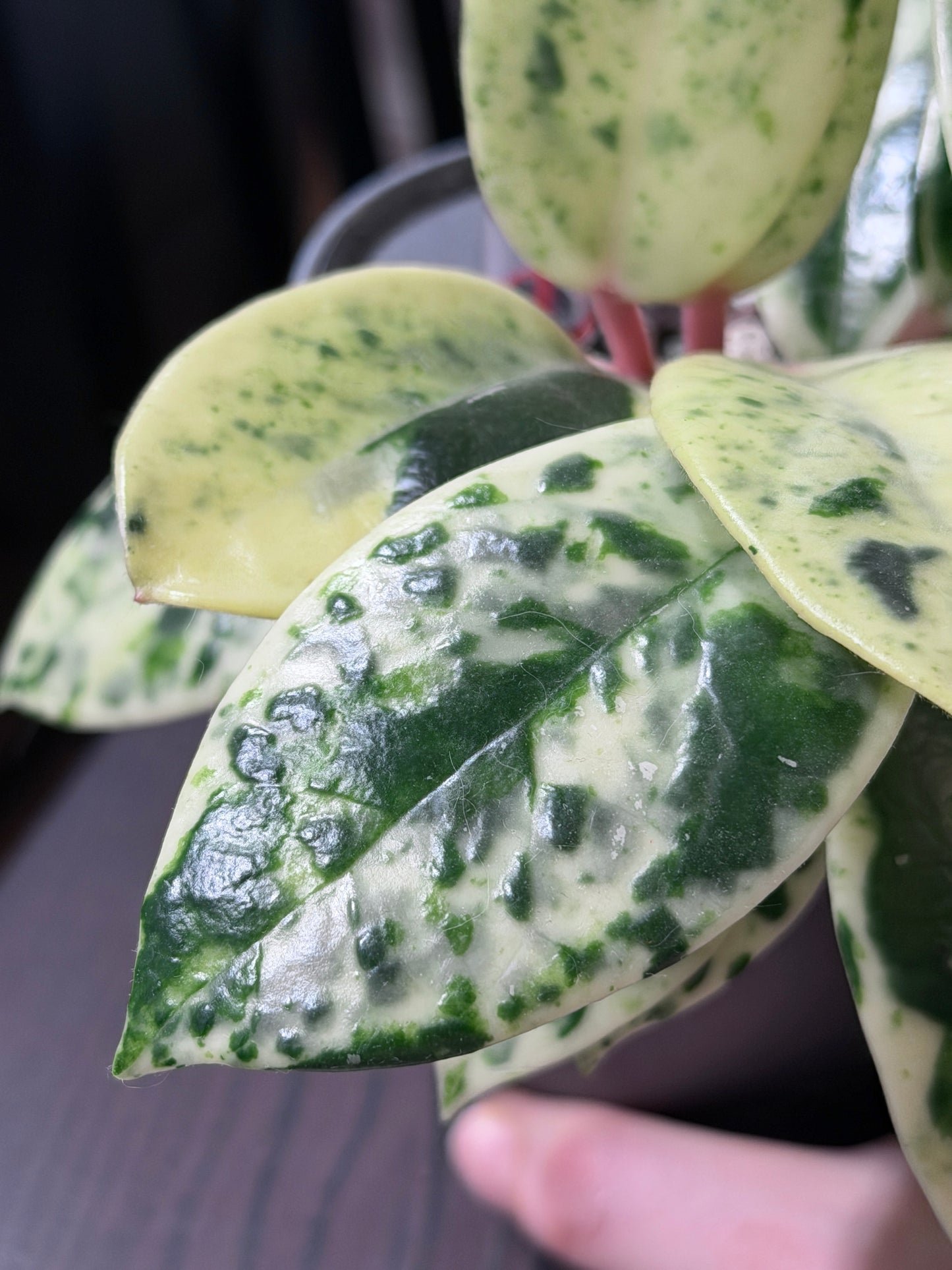 Hoya Carnosa Madara 'Snow Angel' | Seltener Steckling, unbewurzelt, 1-2 Blätter