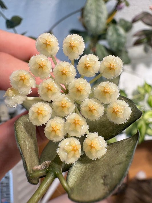 Hoya 'Krohniana' – Steckling, unbewurzelt, 2-4 Blätter