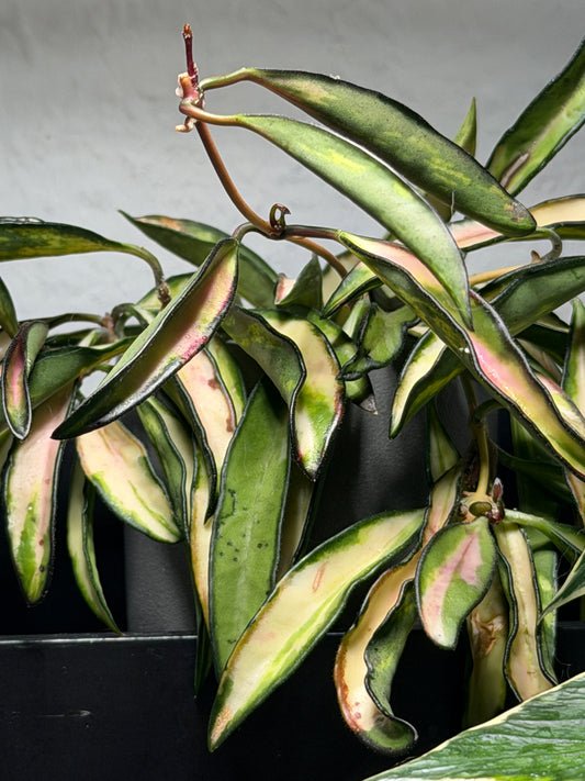 Hoya Wayettii 'Tricolor' Variegata – Steckling, unbewurzelt, 1-2 Blätter