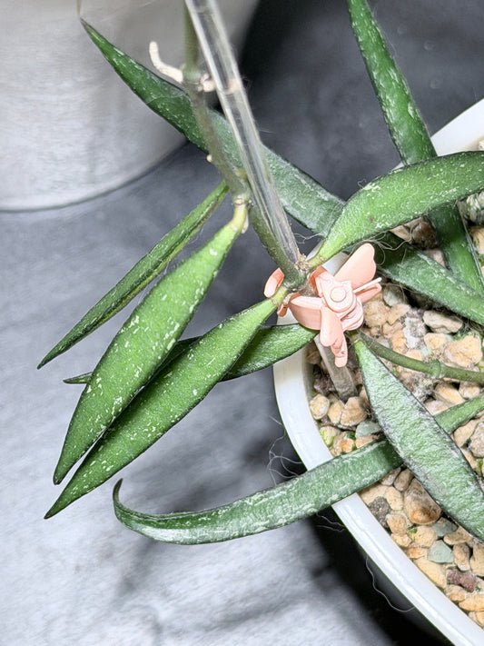 Hoya NO ID sp. 'Sumatra' – Steckling, unbewurzelt, 1-2 Blätter