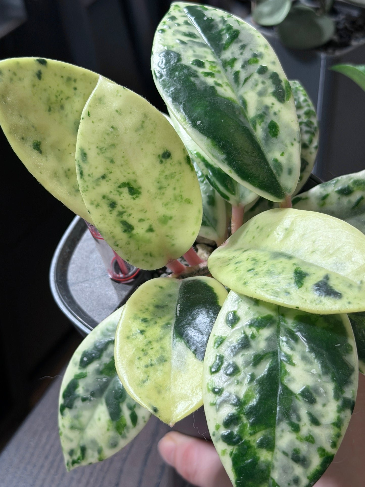 Hoya Carnosa Madara 'Snow Angel' | Seltener Steckling, unbewurzelt, 1-2 Blätter