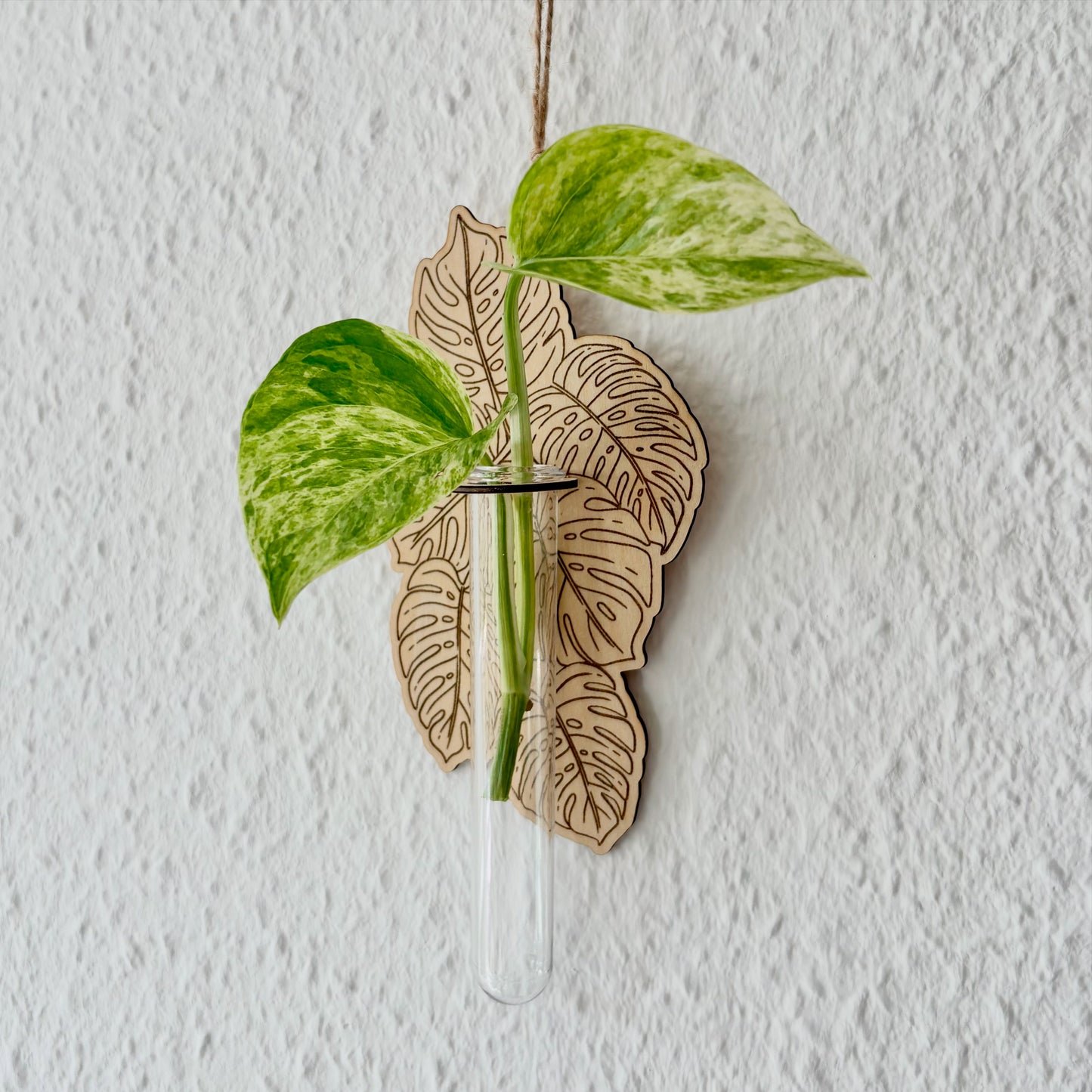 Wandhänger aus Holz für Pflanzenvermehrung – „Monstera“ | mit Reagenzglas | Lasergraviert
