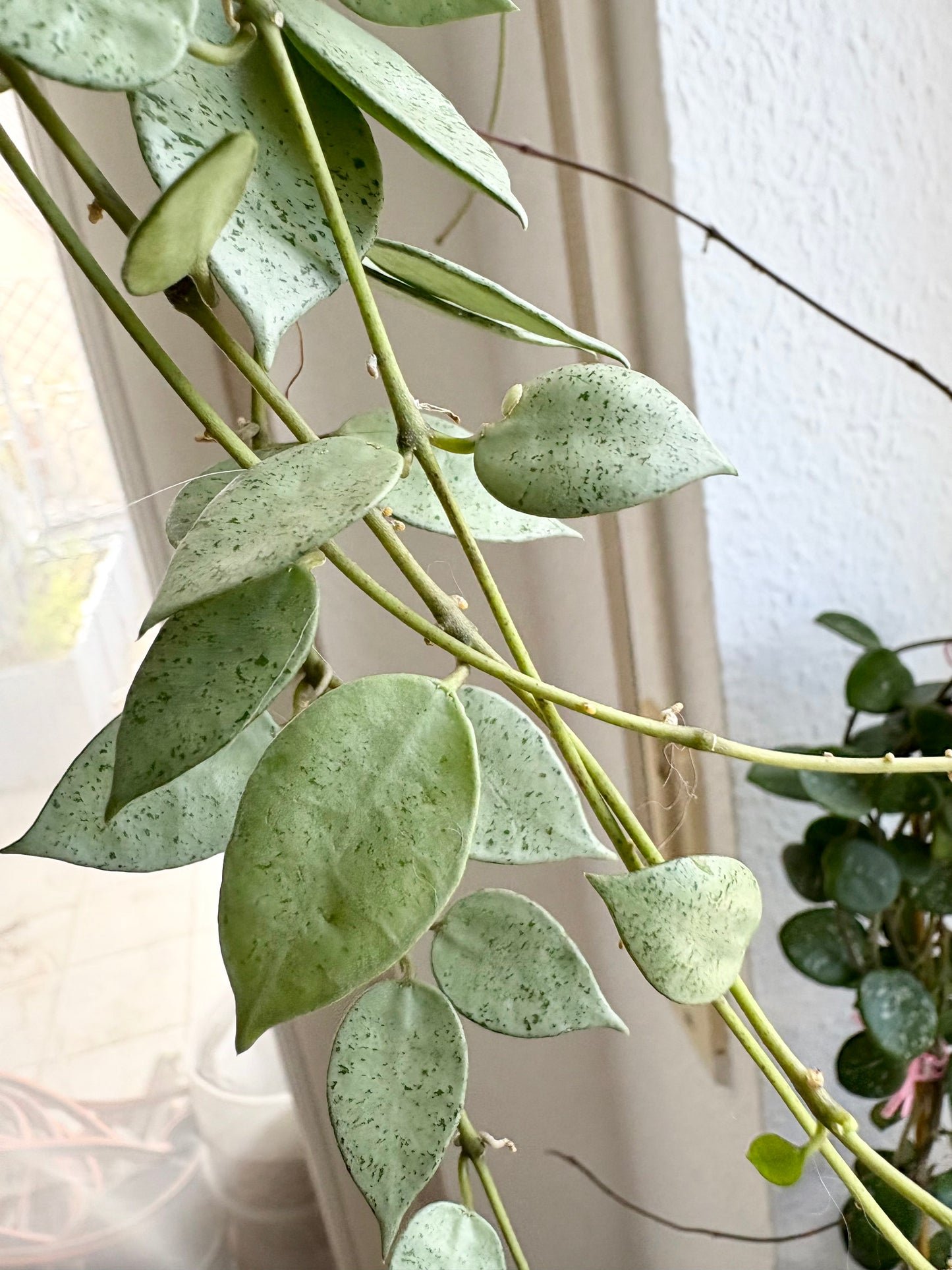 Hoya Lacunosa 'Mint Coin' – Steckling, unbewurzelt, 1-2 Blätter, silber-schimmernd