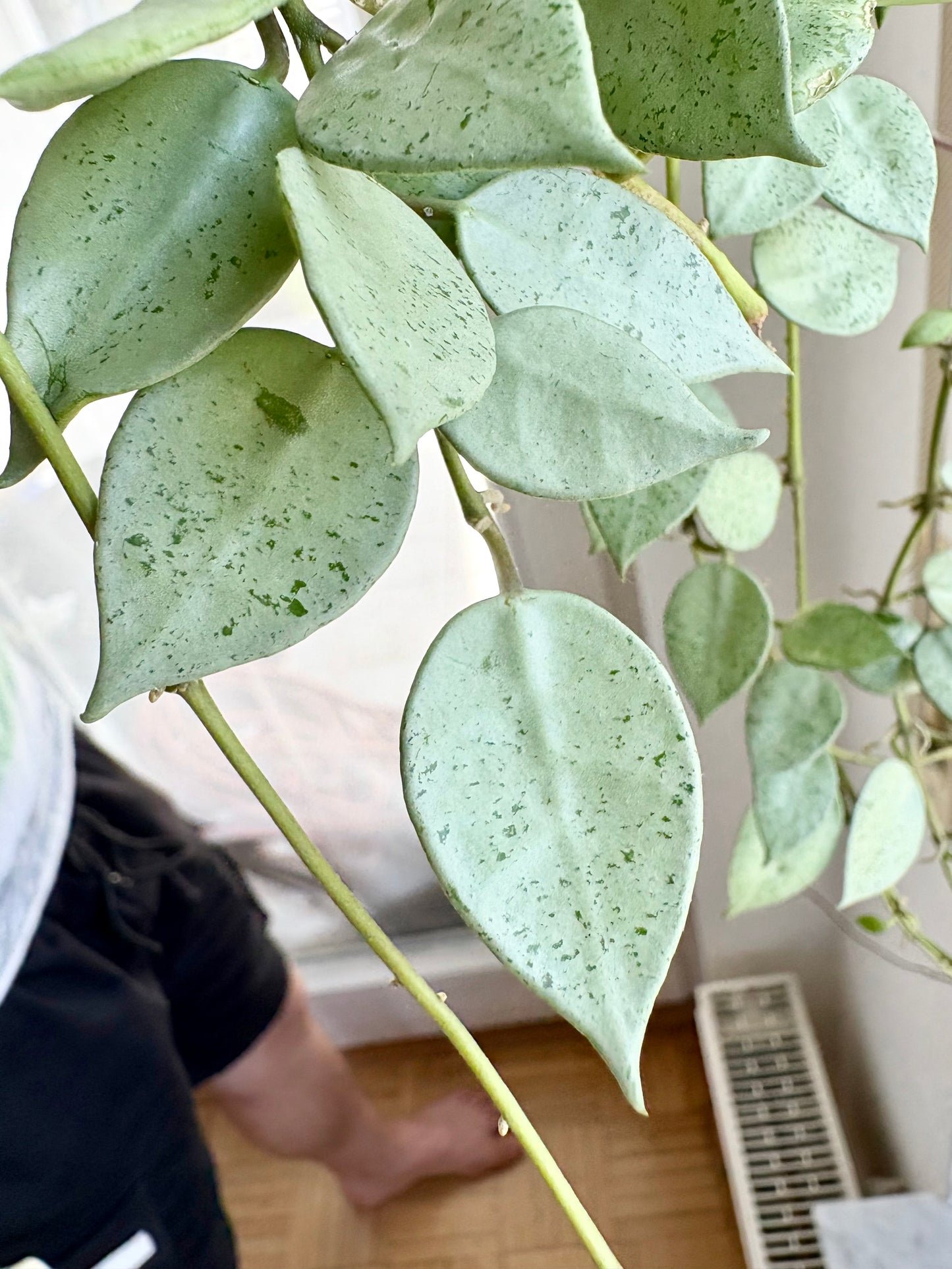 Hoya Lacunosa 'Mint Coin' – Steckling, unbewurzelt, 1-2 Blätter, silber-schimmernd