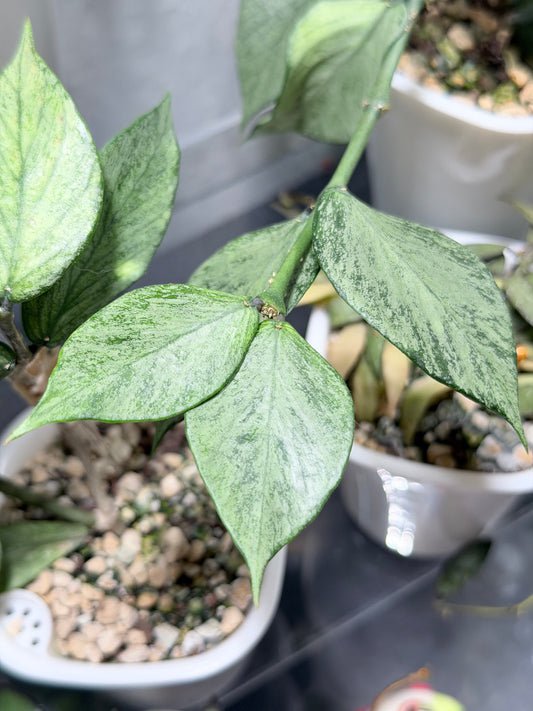 Hoya Polyneura 'Full Silver' | – Steckling, unbewurzelt, 1-2 Blätter