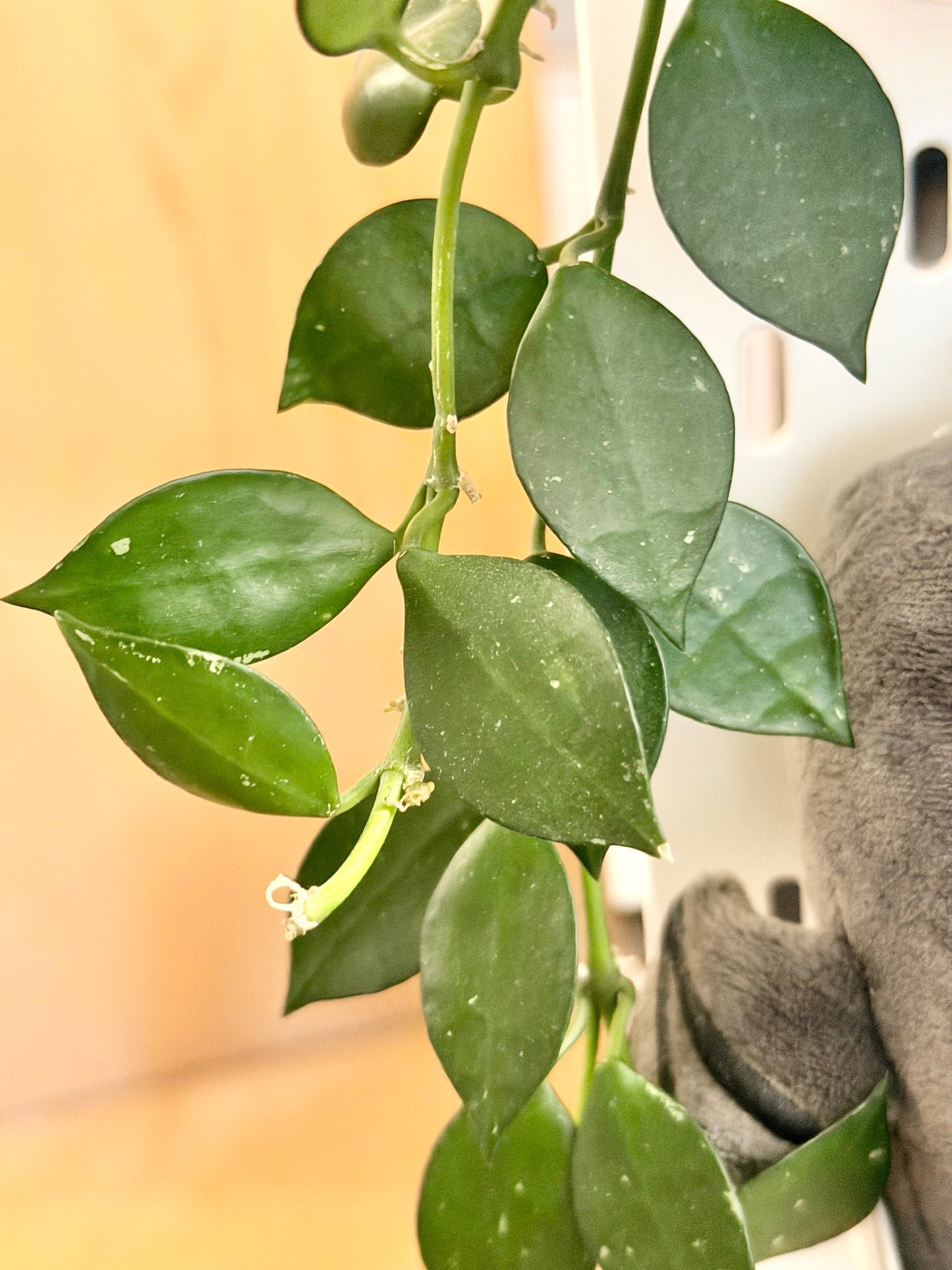 Hoya 'Krohniana' – Steckling, unbewurzelt, 2-4 Blätter