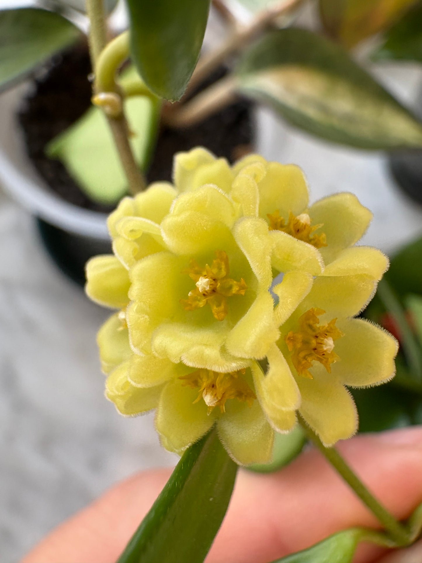 Hoya Davidcummingii Yellow Flowers – Steckling, unbewurzelt, 1-2 Blätter