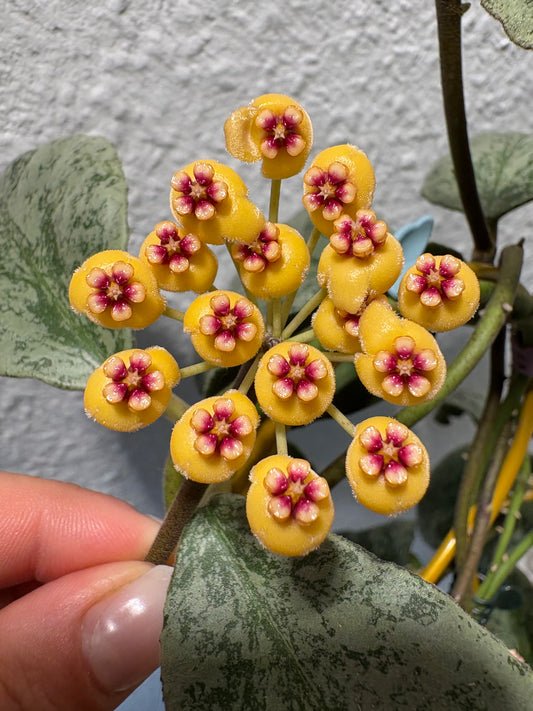 Hoya Waymaniae 'Cloudy Sky' – Steckling, unbewurzelt, 1-2 Blätter