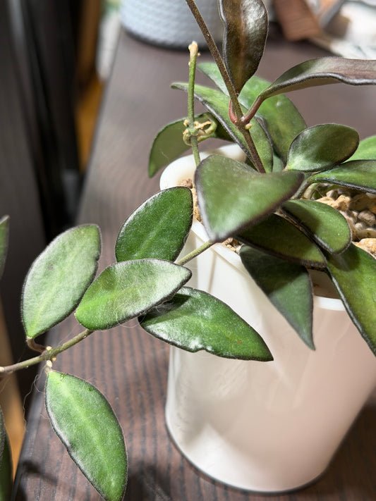 Hoya 'Rosita' – Steckling, unbewurzelt, 1-2 Blätter
