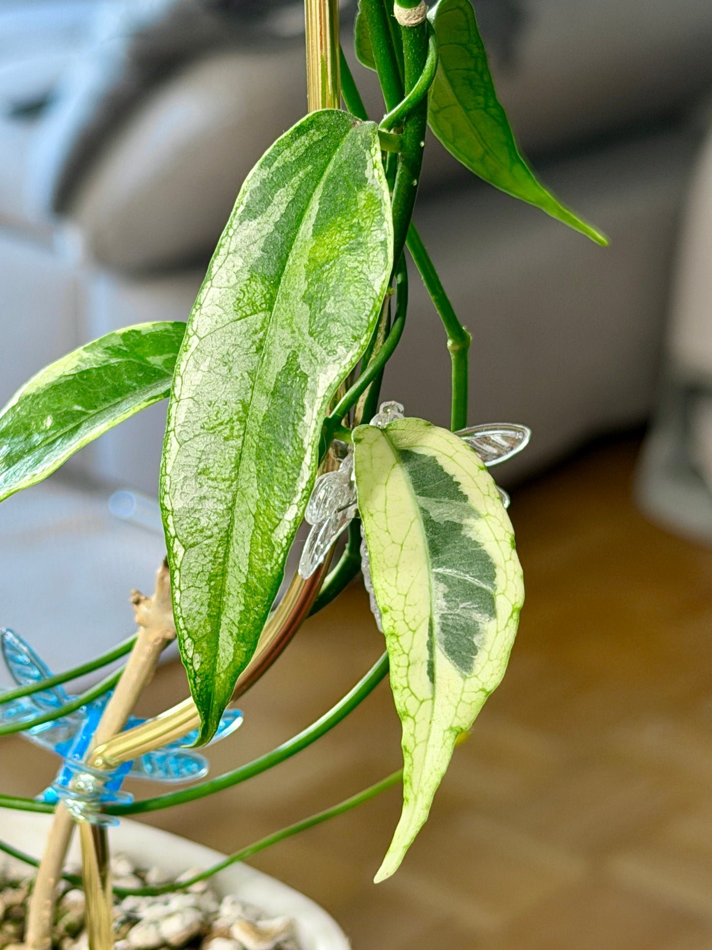 Hoya buotii albomarginata | Steckling, unbewurzelt, 1-2 Blätter