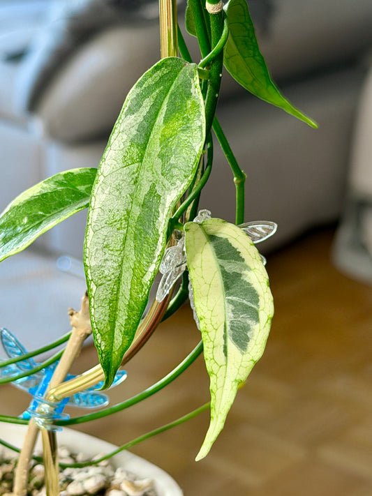 Hoya buotii albomarginata | Steckling, unbewurzelt, 1-2 Blätter