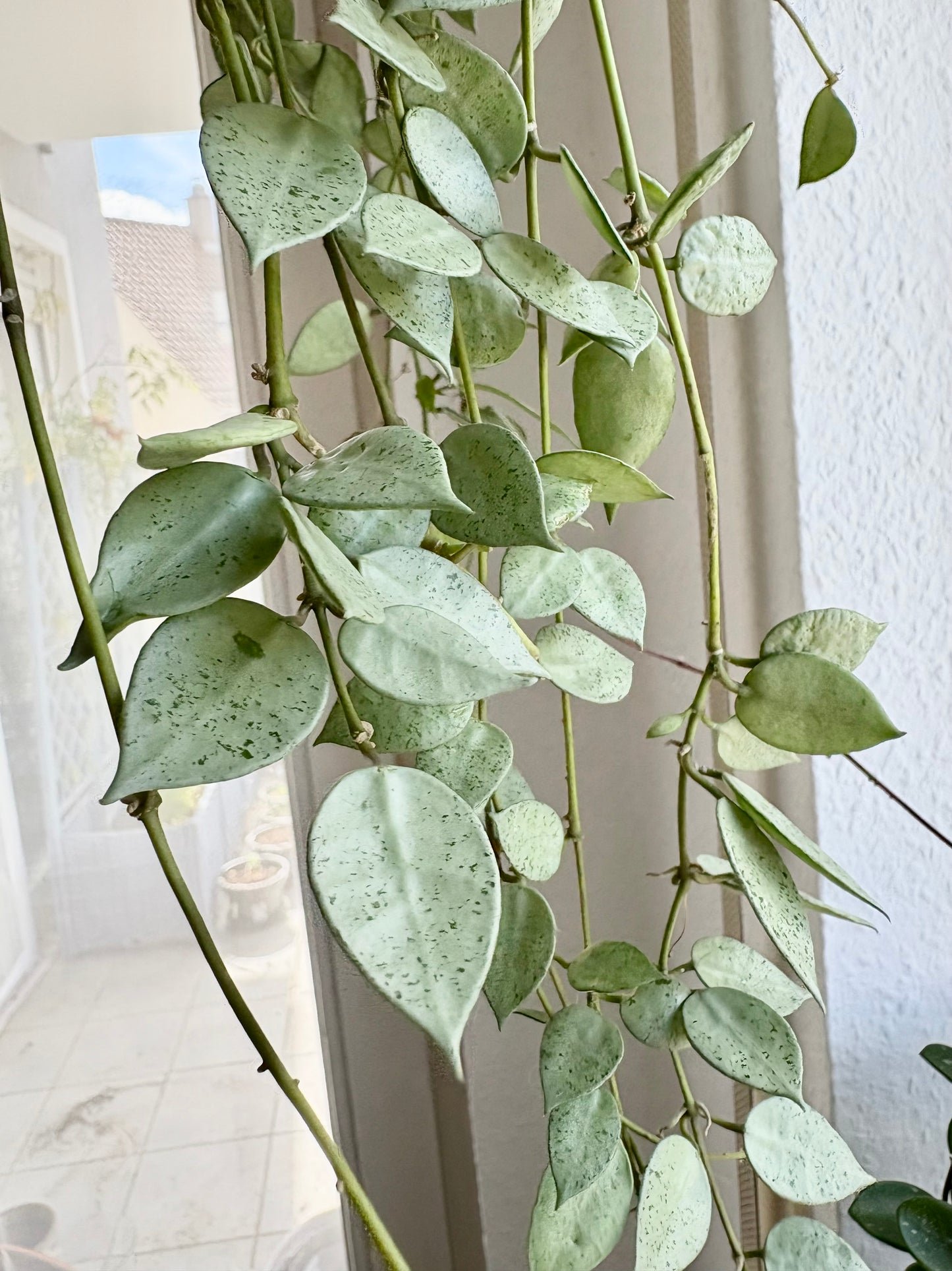 Hoya Lacunosa 'Mint Coin' – Steckling, unbewurzelt, 1-2 Blätter, silber-schimmernd