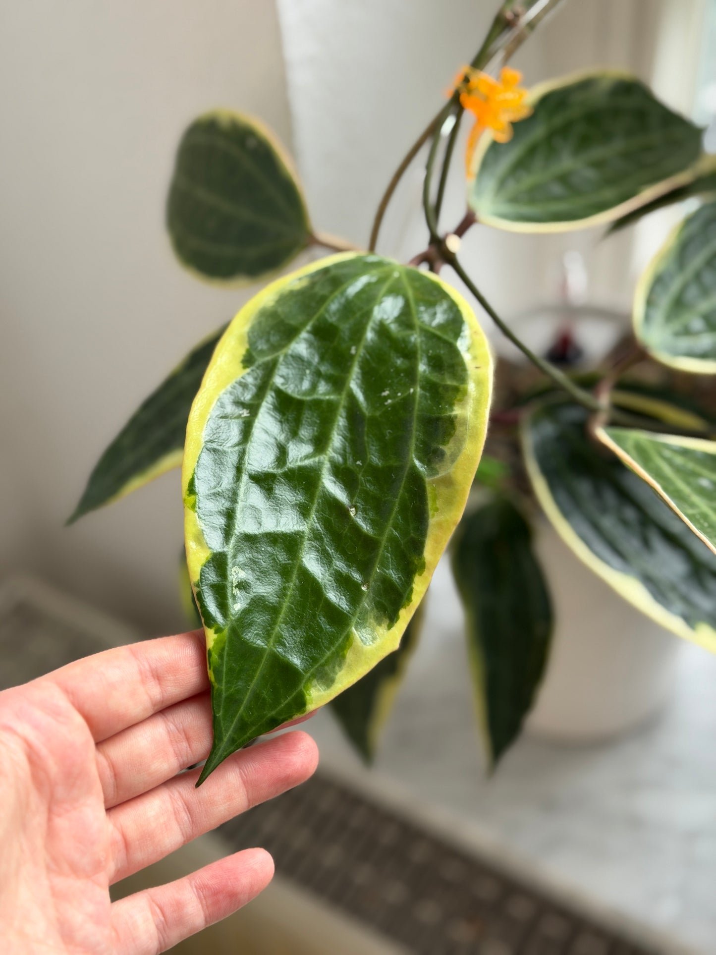 Hoya Latifolia Albomarginata– Steckling, unbewurzelt, 1-2 Blätter