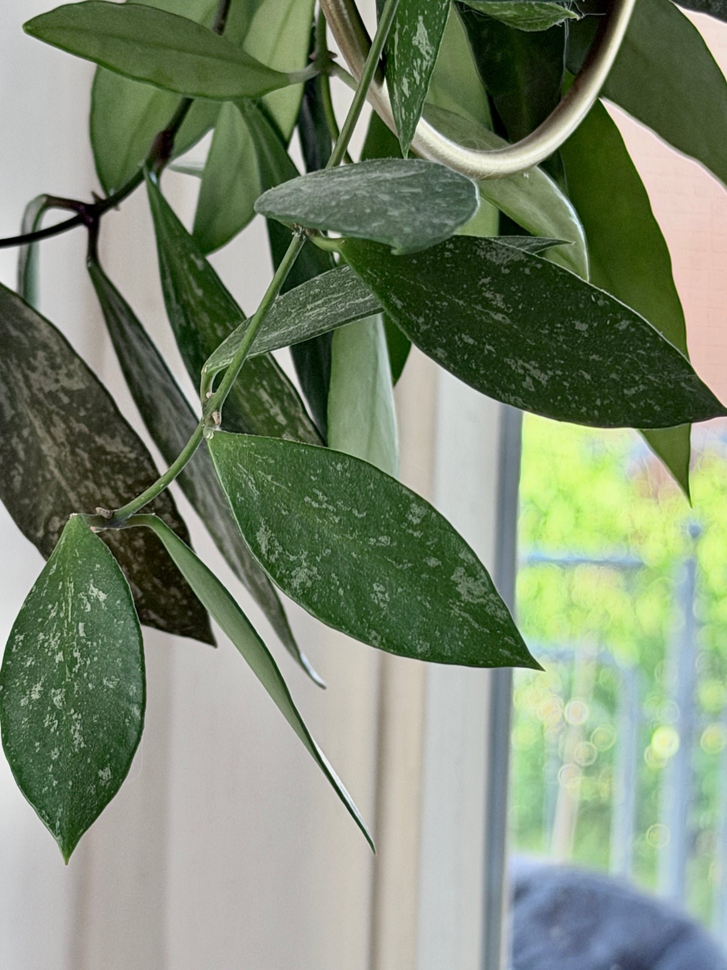 Hoya 'Memoria' aka Gracilis – Steckling, unbewurzelt, 2-4 Blätter