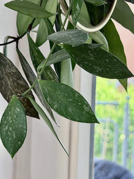 Hoya 'Memoria' aka Gracilis – Steckling, unbewurzelt, 2-4 Blätter