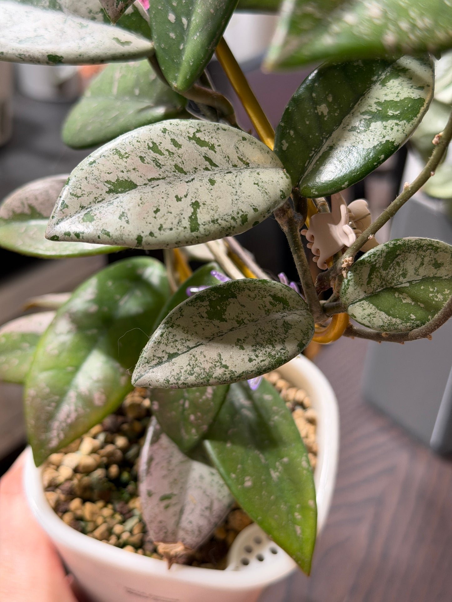 Hoya Carnosa 'Wilbur graves' – Steckling, unbewurzelt, 1-2 Blätter