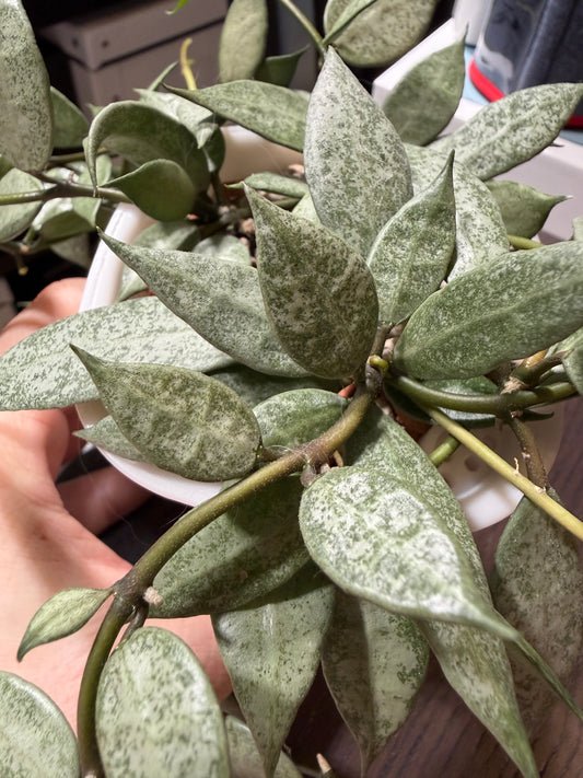 Hoya Lacunosa 'Louisa's Silver' – Steckling, unbewurzelt, 1-2 Blätter, silbriger Blattglanz
