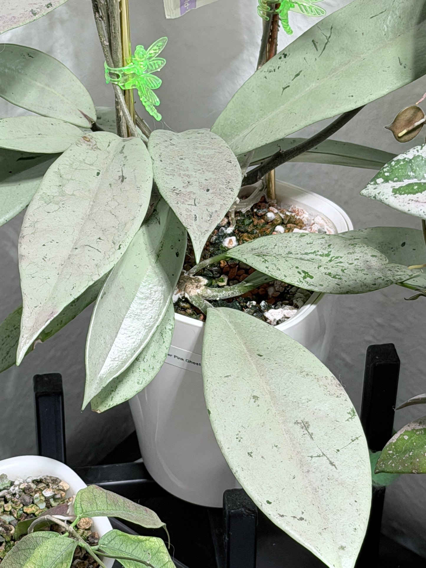 Hoya Pubicalyx Pink Silver Ghost – Steckling, unbewurzelt, 1-2 Blätter