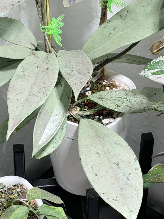 Hoya Pubicalyx Pink Silver Ghost – Steckling, unbewurzelt, 1-2 Blätter