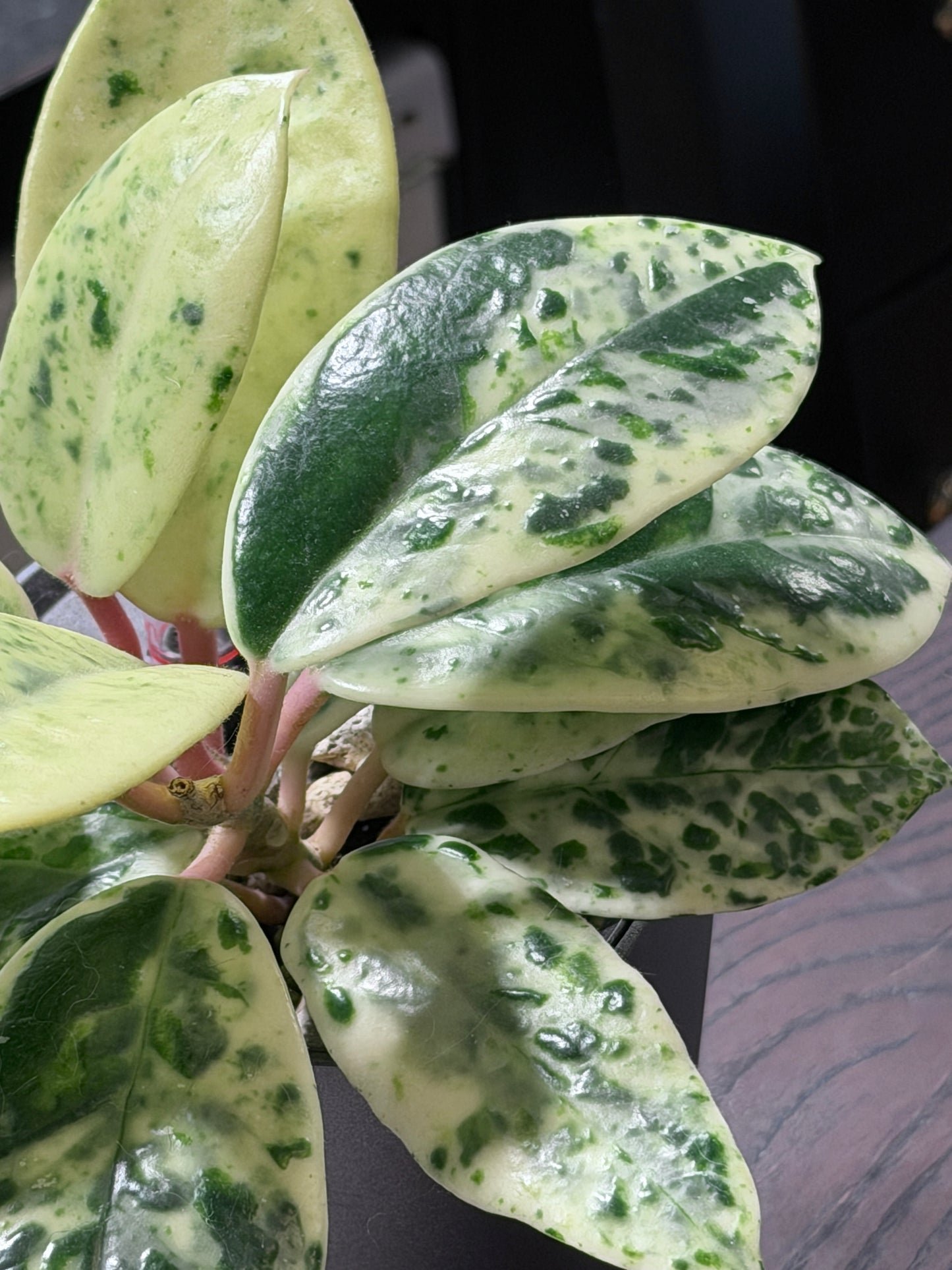 Hoya Carnosa Madara 'Snow Angel' | Seltener Steckling, unbewurzelt, 1-2 Blätter