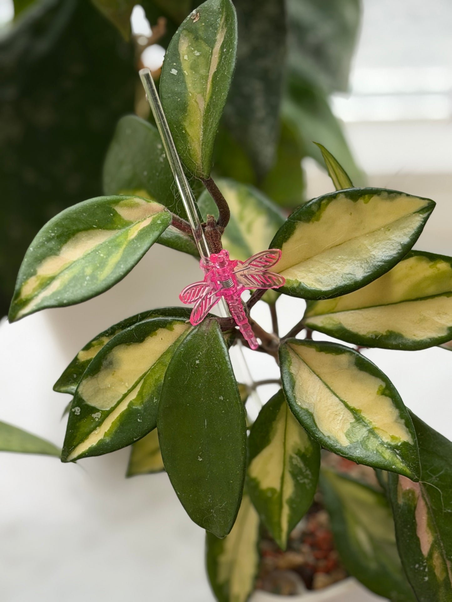 Hoya Carnosa Variegata ‚Krimson Princess‘ – Steckling, unbewurzelt, 1-2 Blätter