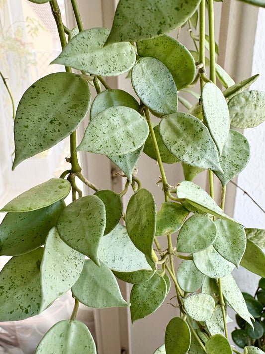 Hoya Lacunosa 'Mint Coin' – Steckling, unbewurzelt, 1-2 Blätter, silber-schimmernd