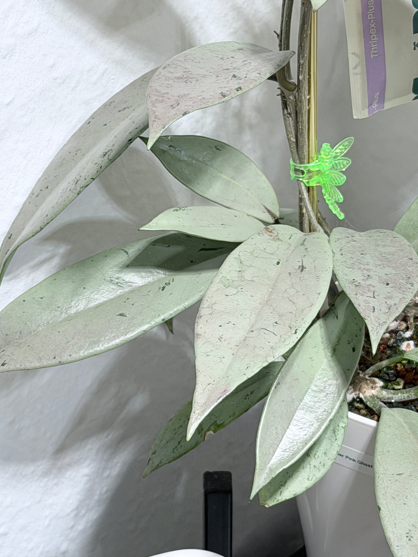 Hoya Pubicalyx Pink Silver Ghost – Steckling, unbewurzelt, 1-2 Blätter