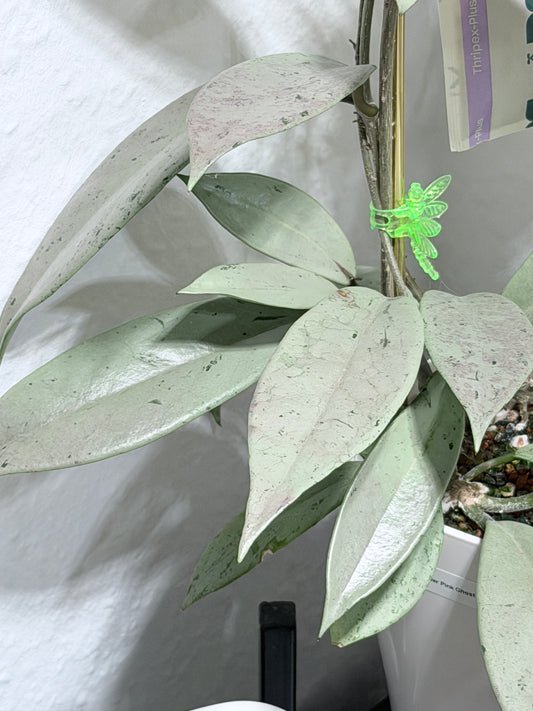 Hoya Pubicalyx Pink Silver Ghost – Steckling, unbewurzelt, 1-2 Blätter