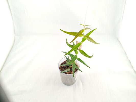 Hoya 'Oligantha' | Seltener Hoya-Ableger | Duftende Blüte | Steckling 2 Blätter | Frisch geschnitten