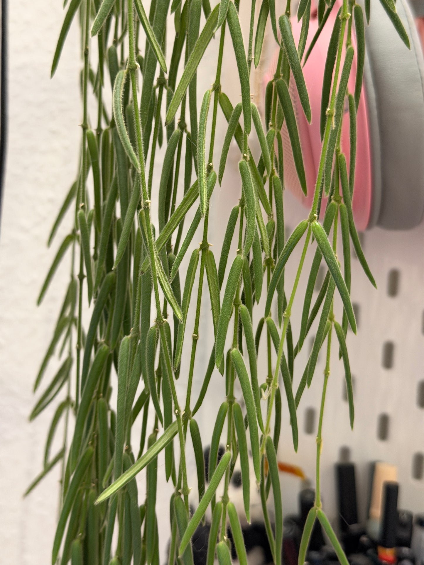 Hoya 'Linearis' – Steckling, unbewurzelt, 4-6 Blätter