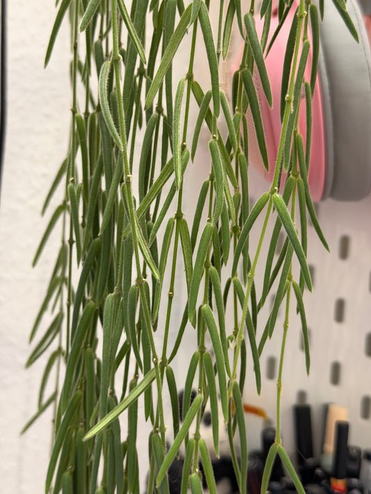 Hoya 'Linearis' – Steckling, unbewurzelt, 4-6 Blätter