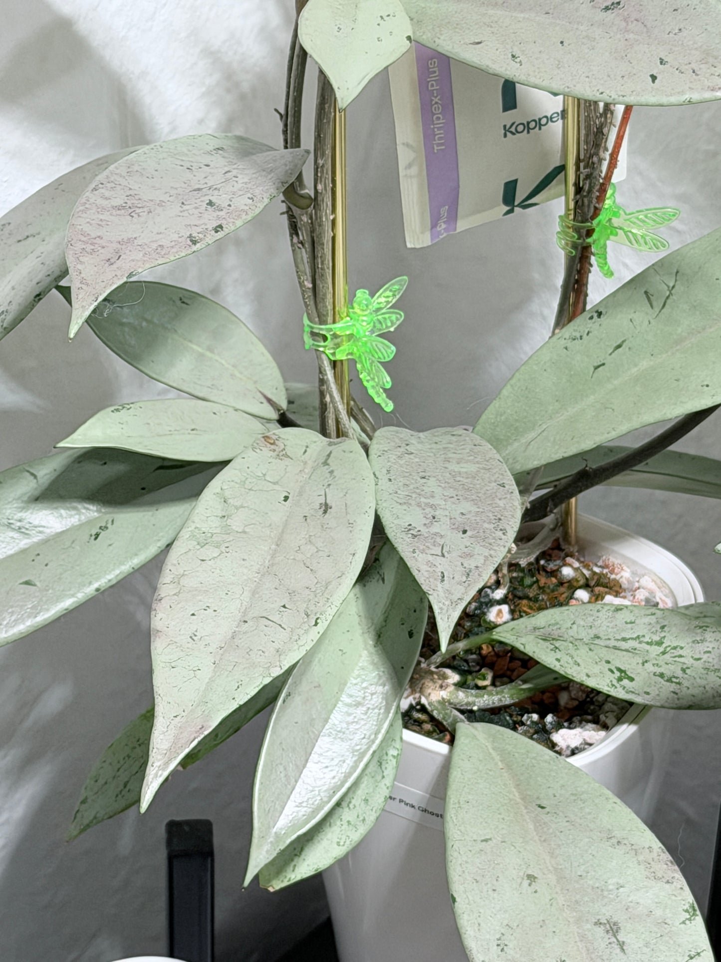 Hoya Pubicalyx Pink Silver Ghost – Steckling, unbewurzelt, 1-2 Blätter