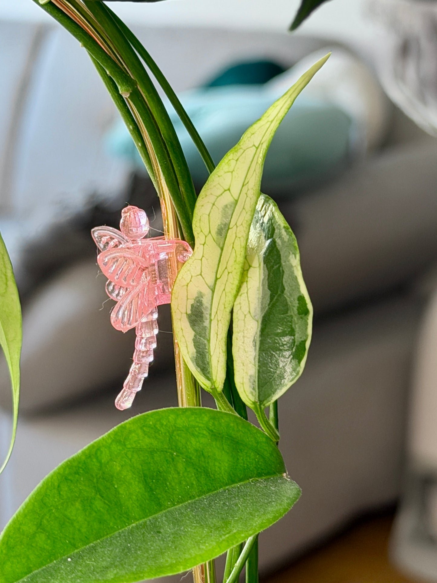 Hoya buotii albomarginata | Steckling, unbewurzelt, 1-2 Blätter