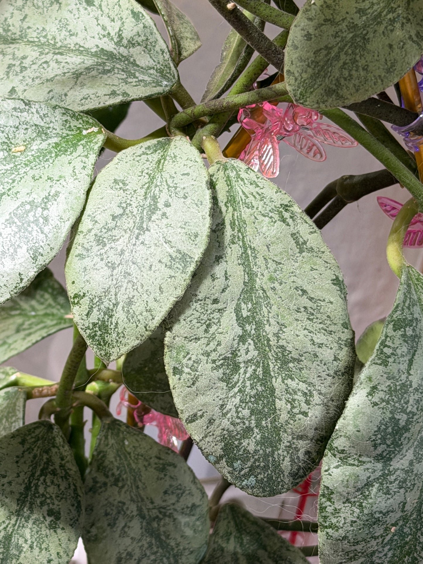 Hoya Waymaniae 'Cloudy Sky' – Steckling, unbewurzelt, 1-2 Blätter