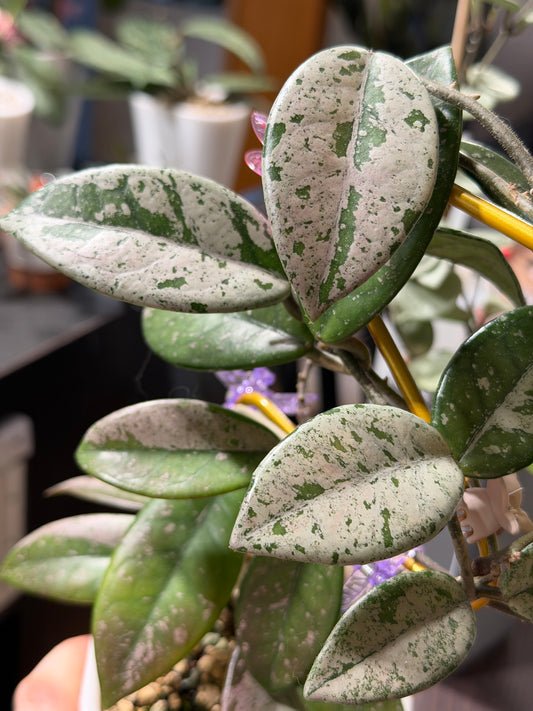 Hoya Carnosa 'Wilbur graves' – Steckling, unbewurzelt, 1-2 Blätter