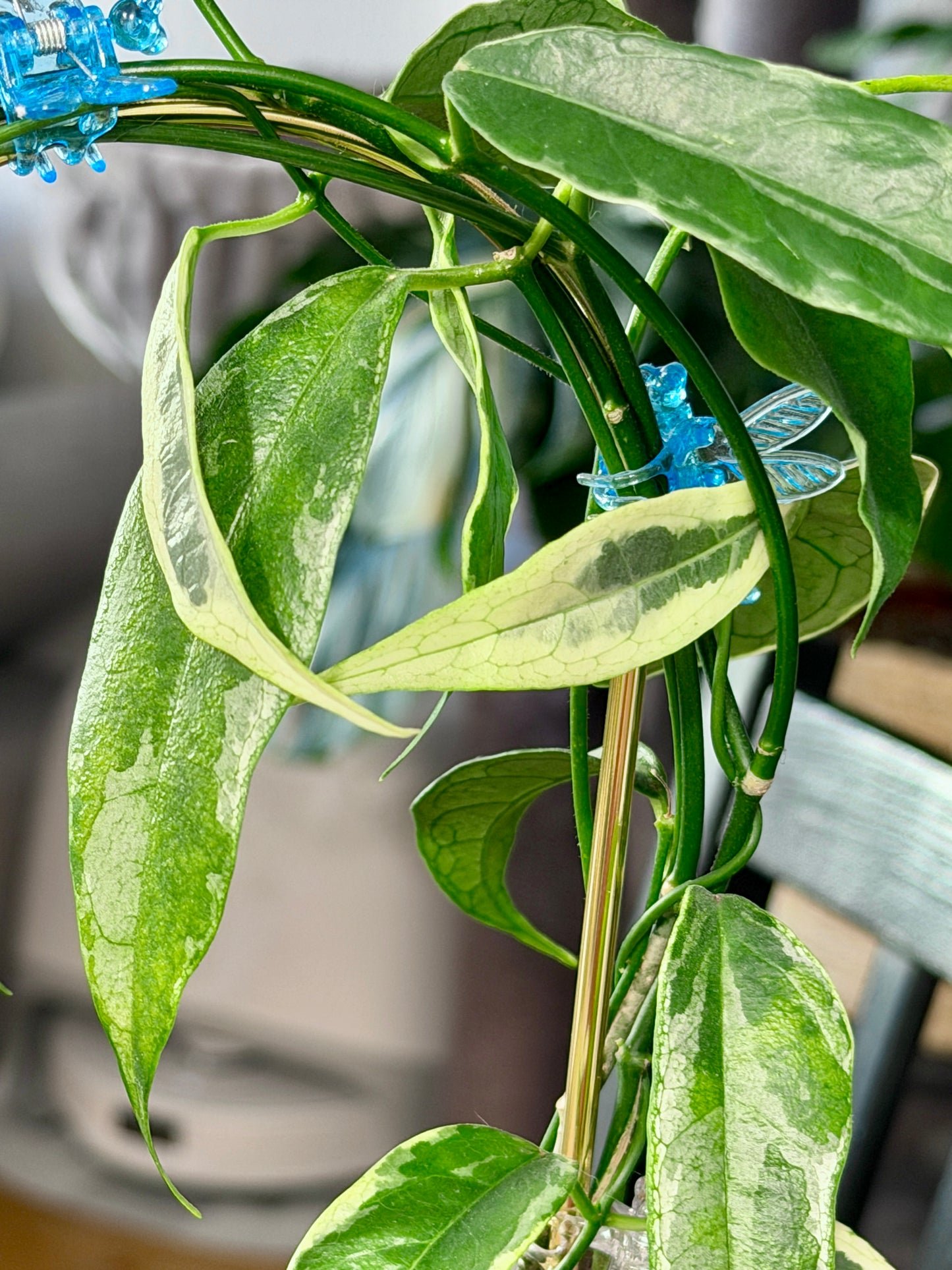 Hoya buotii albomarginata | Steckling, unbewurzelt, 1-2 Blätter
