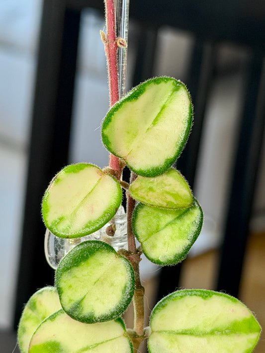 Hoya Mathilde Variegata Ableger – Steckling, unbewurzelt, 1-2 Blätter