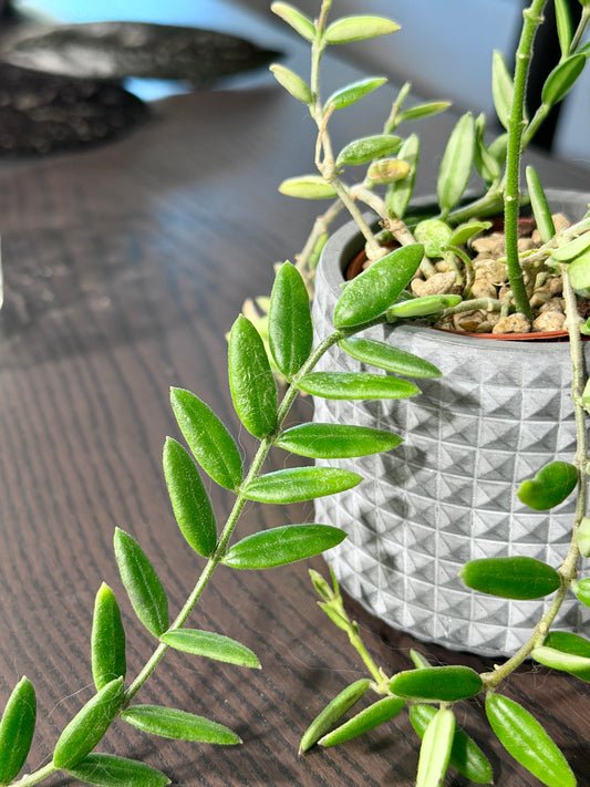 Hoya Engleriana Vietnam – Miniaturwunder | Steckling, unbewurzelt, 4-6 Blätter