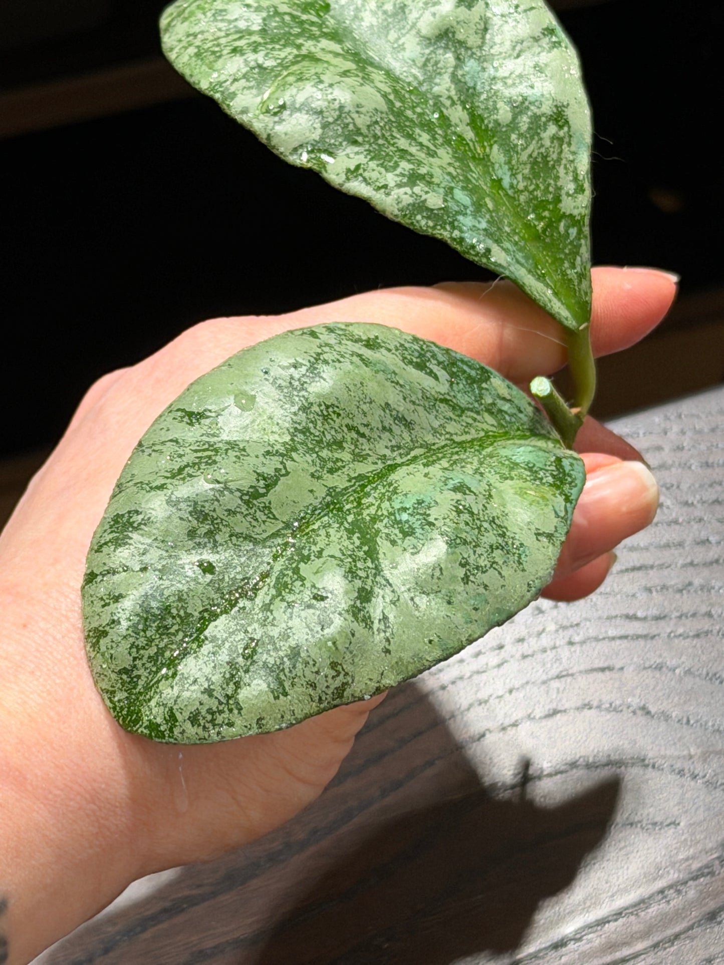 Hoya Waymaniae 'Cloudy Sky' – Steckling, unbewurzelt, 1-2 Blätter