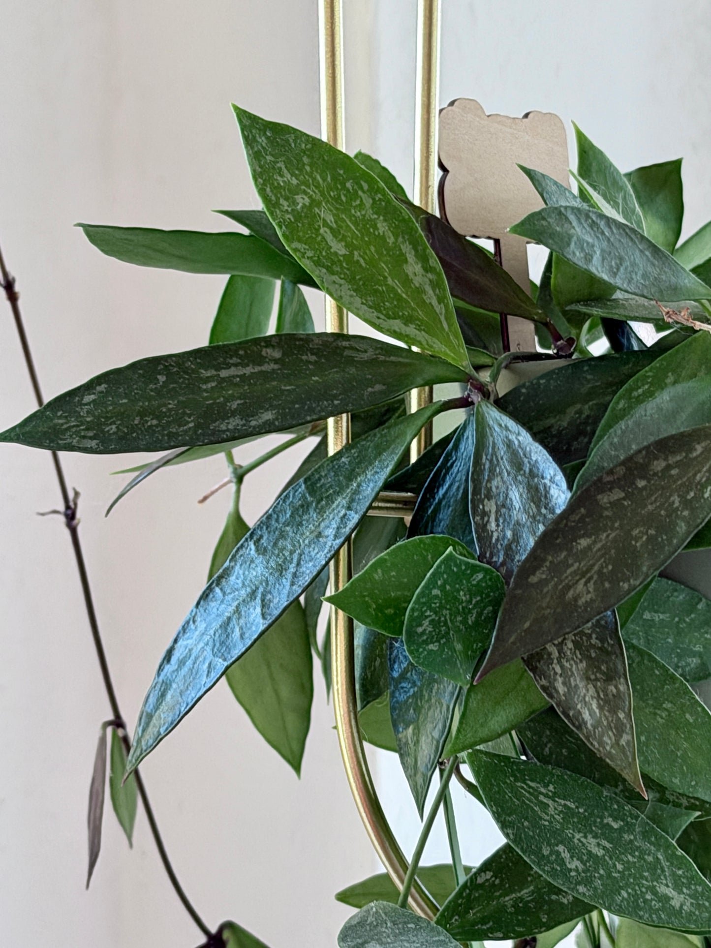 Hoya 'Memoria' aka Gracilis – Steckling, unbewurzelt, 2-4 Blätter