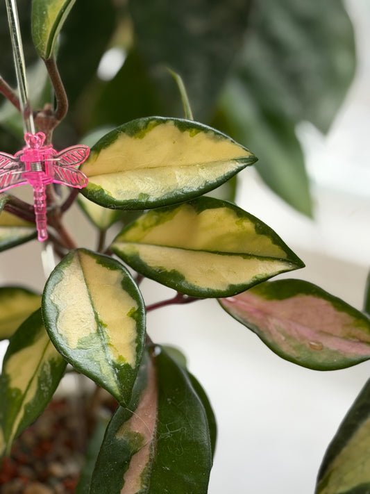 Hoya Carnosa Variegata ‚Krimson Princess‘ – Steckling, unbewurzelt, 1-2 Blätter
