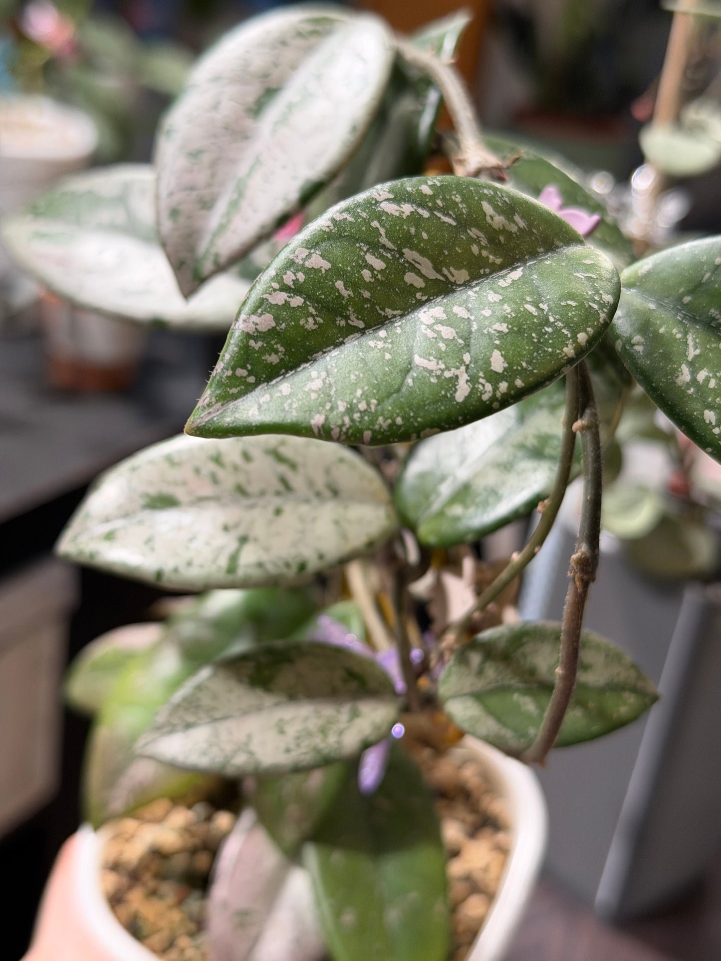 Hoya Carnosa 'Wilbur graves' – Steckling, unbewurzelt, 1-2 Blätter