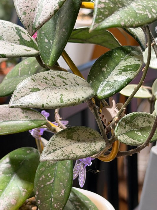 Hoya Carnosa 'Wilbur graves' – Steckling, unbewurzelt, 1-2 Blätter