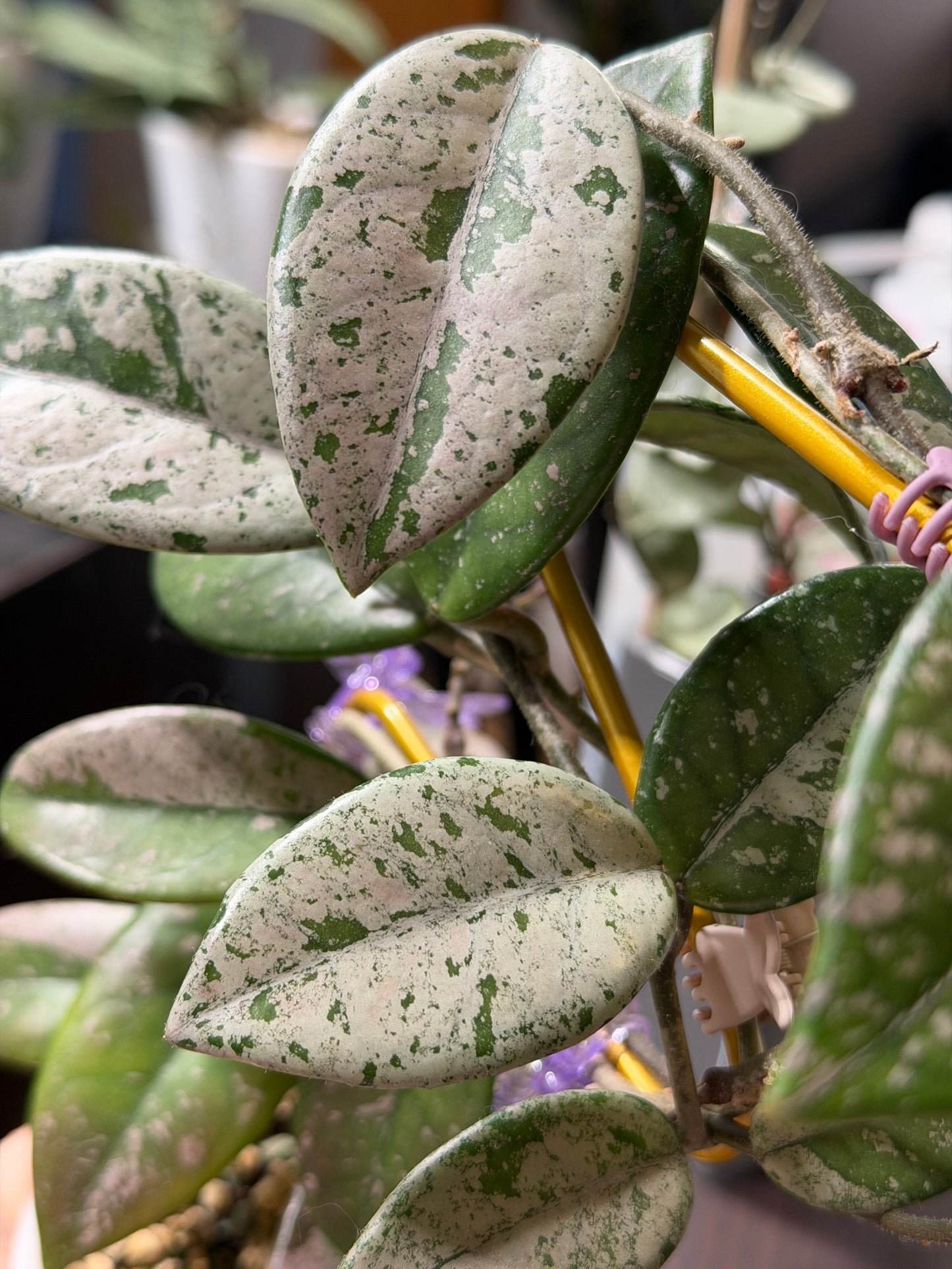 Hoya Carnosa 'Wilbur graves' – Steckling, unbewurzelt, 1-2 Blätter