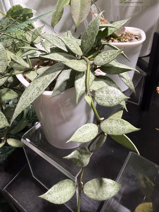 Hoya Lacunosa 'Louisa's Silver' – Steckling, unbewurzelt, 1-2 Blätter, silbriger Blattglanz