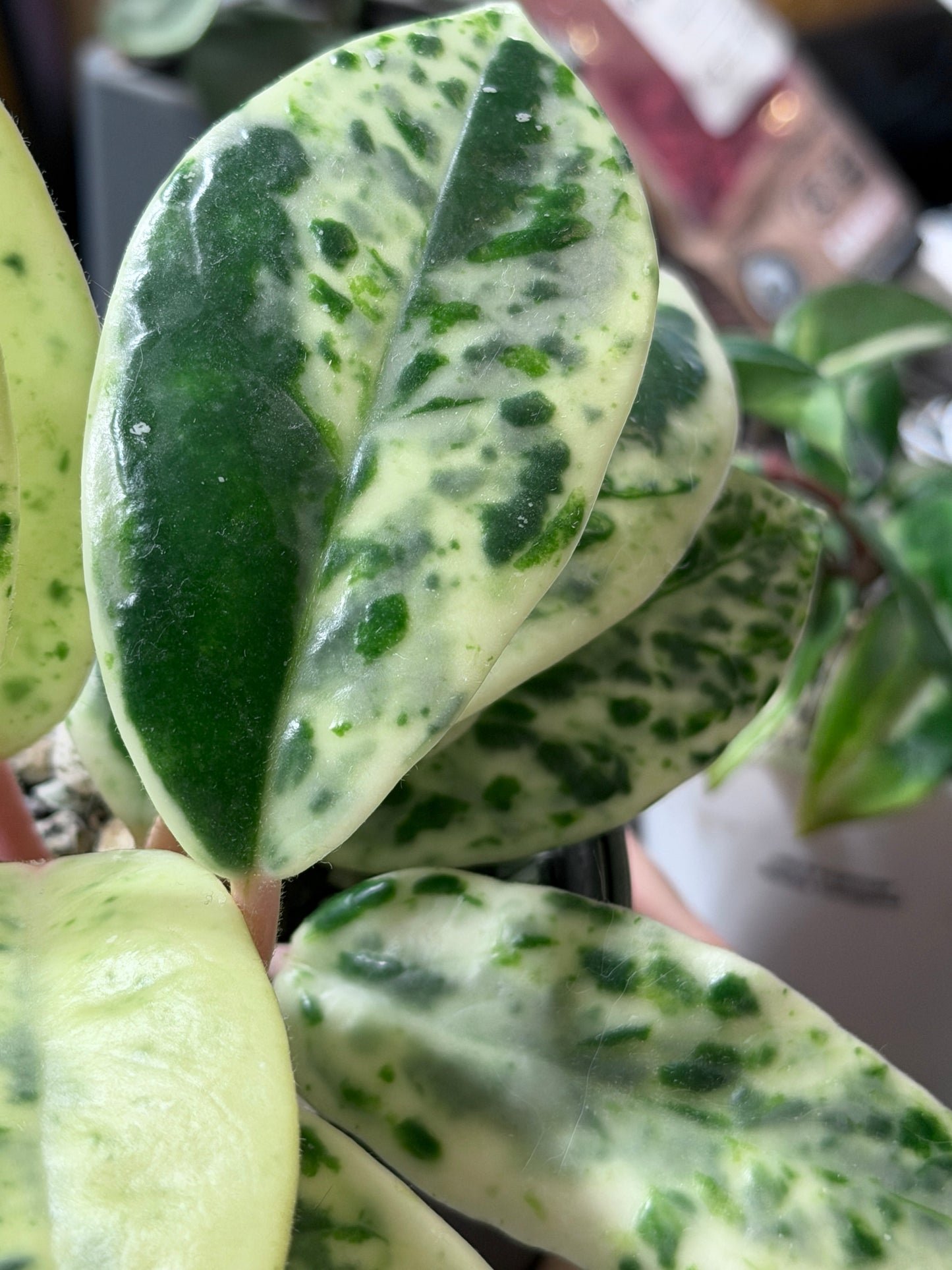 Hoya Carnosa Madara 'Snow Angel' | Seltener Steckling, unbewurzelt, 1-2 Blätter