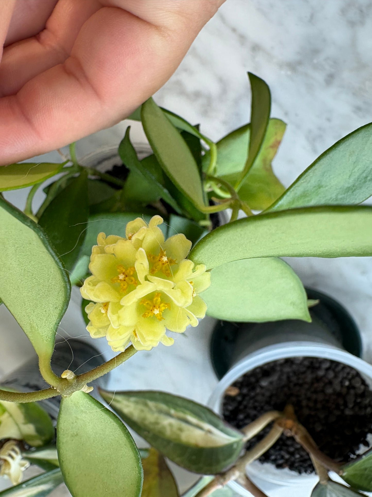 Hoya Davidcummingii Yellow Flowers – Steckling, unbewurzelt, 1-2 Blätter